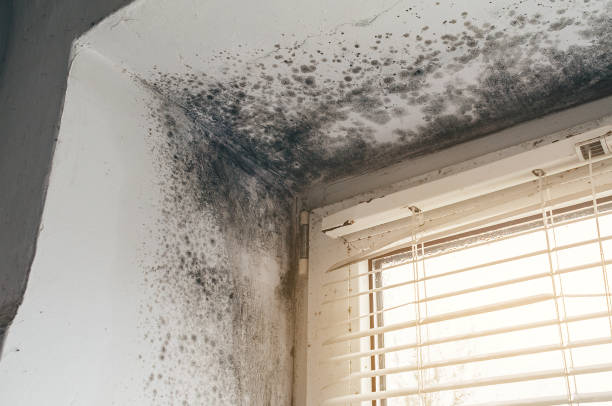 Affordable Basement Mold Remediation solutions in Glenville, PA